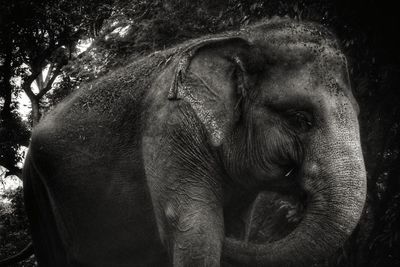 Close-up of elephant