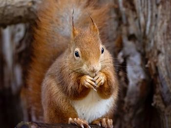 Close-up of squirrel