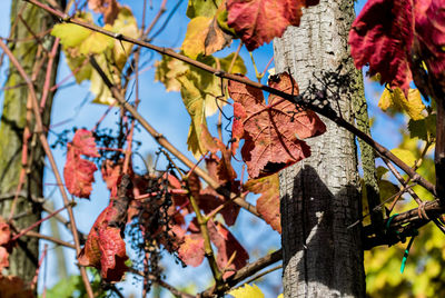 Low angle view of tree against sky during autumn