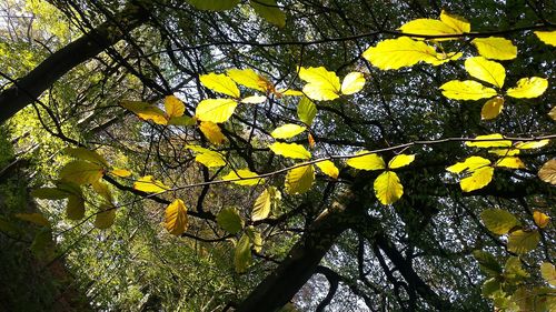 Low angle view of yellow tree