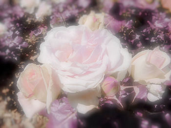 Close-up of pink flowers