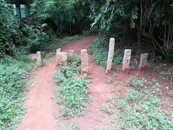 Plants and trees in park