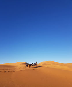 People camel riding in sahara desert against clear blue sky and sands dunes