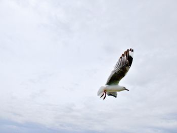 Low angle view of seagull flying in sky