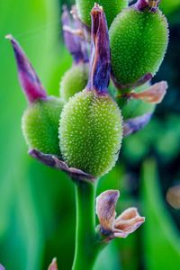 Close-up of purple flowering plant