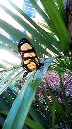 Low angle view of butterfly on tree