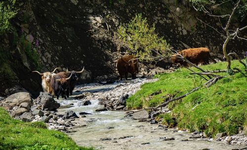 View of an animal on land