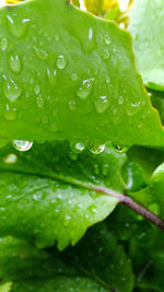 Close-up of raindrops on leaves