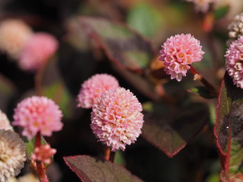 Close-up of pink flowering plants