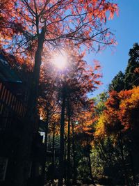 Low angle view of trees in autumn