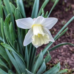Close-up of white flowering plant