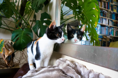 Portrait of a cat