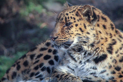 Close-up of a cat