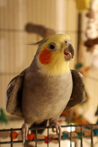 A male cockatiel sitting on the cage entry