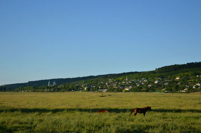 Horse grazing on field against clear blue sky