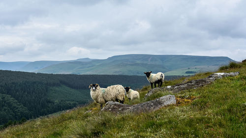 View of sheep on field against sky