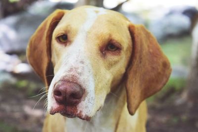 Close-up portrait of dog