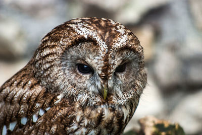 Close-up portrait of owl