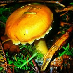 Close-up of mushroom growing on tree trunk