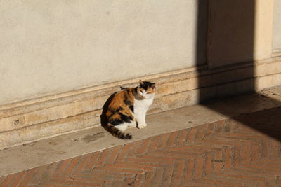 Tortoiseshell cat sitting on sidewalk against wall