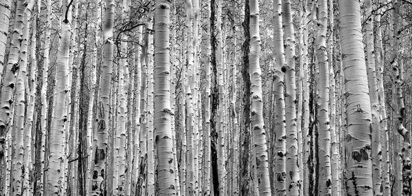 Detail shot of tree trunk in forest