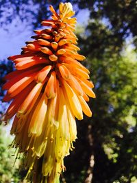 Close-up of yellow flower