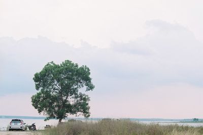 Trees on beach against sky during rainy season