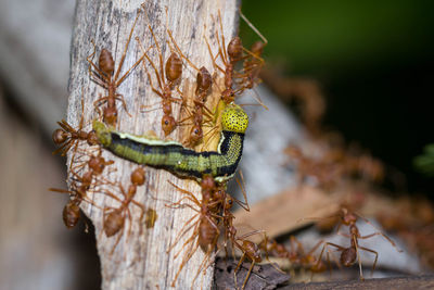 Close-up of insect