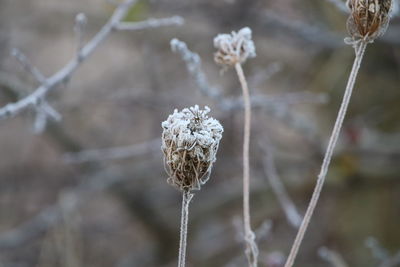 Close-up of wilted plant on field during winter