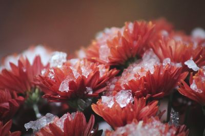 Close-up of red flowers