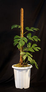 Close-up of potted plant against black background