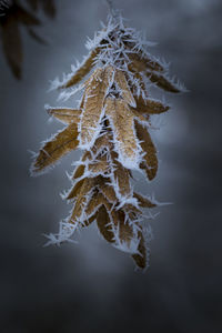 Close-up of frozen branch during winter