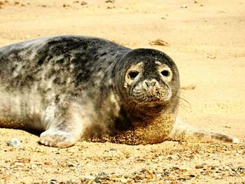 Close-up of sea lion on sand