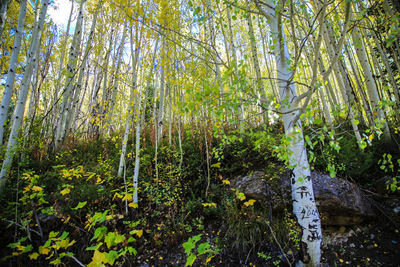 View of trees in forest