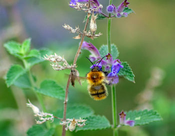 Close-up of butterfly on purple flower