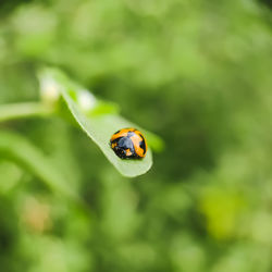 Close-up of ladybug on leaf