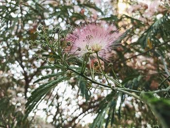 Low angle view of pink flowering plant