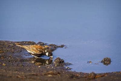 Close-up of turtle in sea against sky