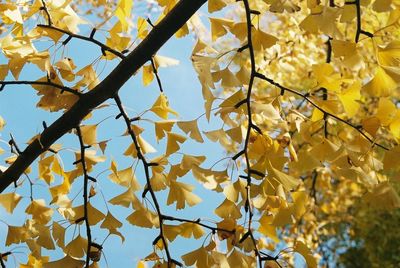 Low angle view of maple leaves hanging from tree