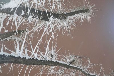 Close-up of frozen tree during winter