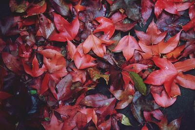 Full frame shot of red maple leaves