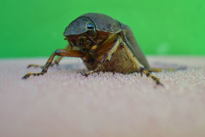 Close-up of insect