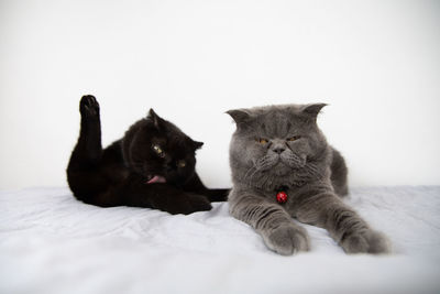 Two of scottish fold kitten black and grey on white background,selective soft focus on grey cat.