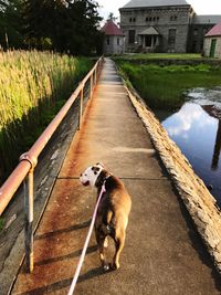 Dog standing in canal