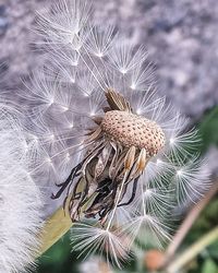 Close-up of plant against blurred background