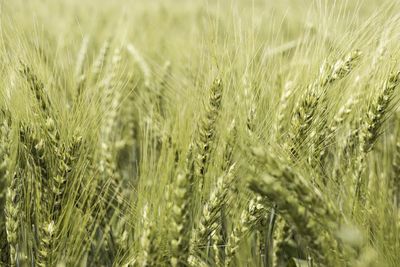 Close-up of wheat growing on field