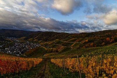 Scenic view of vineyard against sky