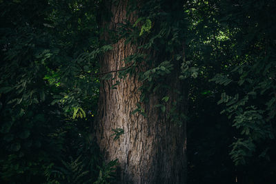 Trees growing in forest