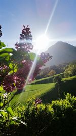 Scenic view of flowering plants on field against sky on sunny day