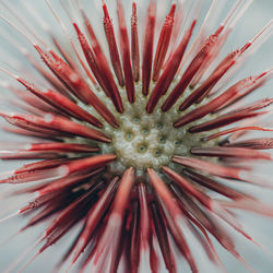 Full frame shot of red flower